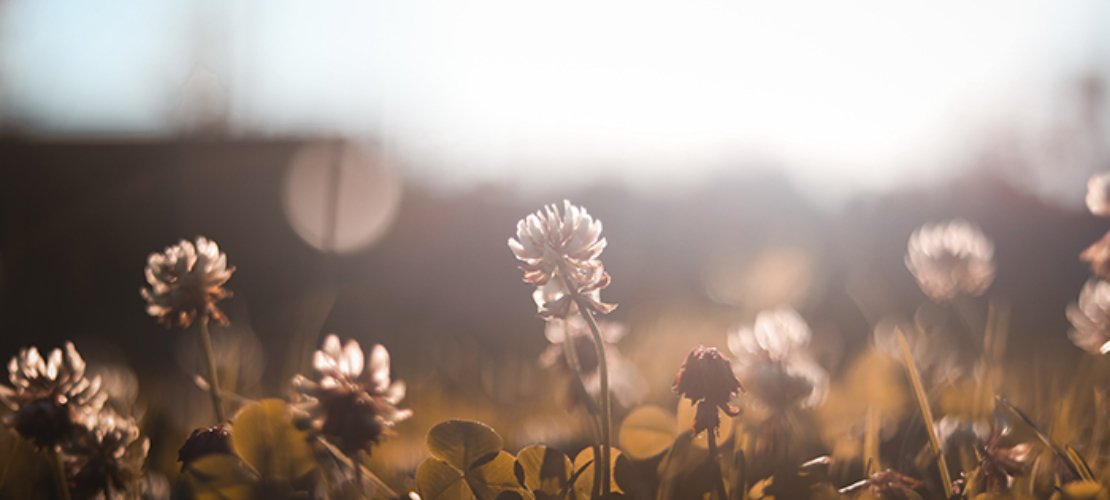 Yoga-agenda: begroet de lente